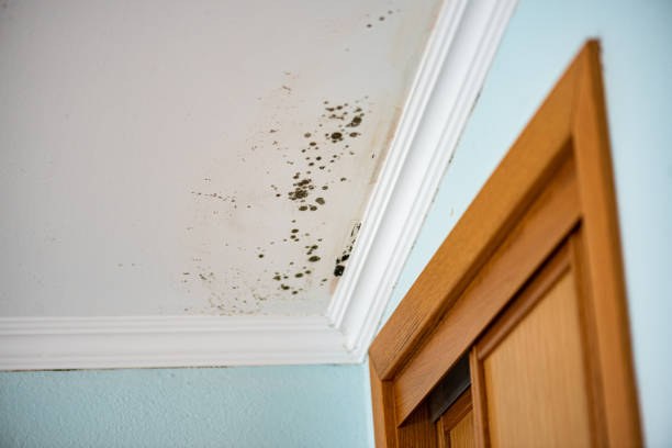 Best Commercial Mold Remediation in Lake Dunlap, TX
