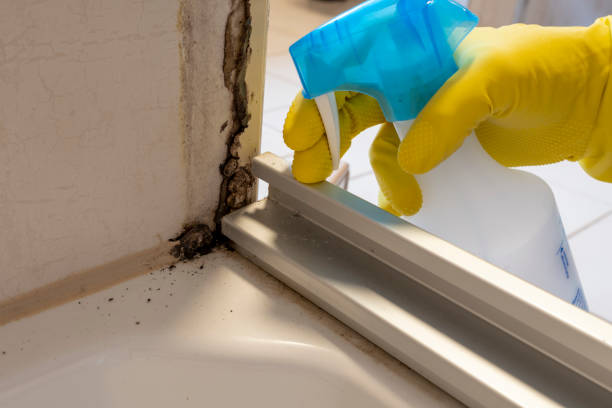 Best Insurance-Related Mold Remediation in Lake Dunlap, TX