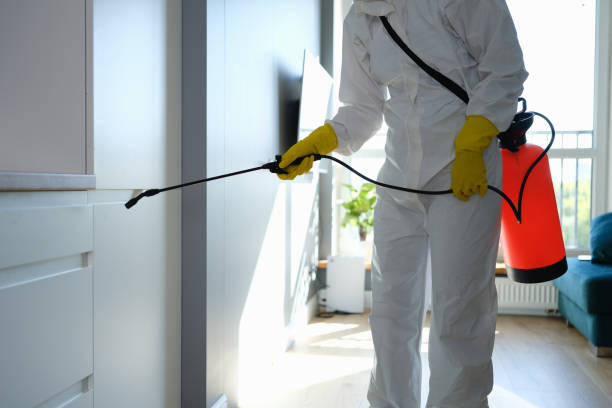 Best Post-Flood Mold Remediation in Lake Dunlap, TX