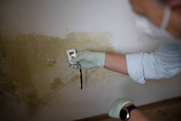 Best Basement Mold Remediation in Lake Dunlap, TX