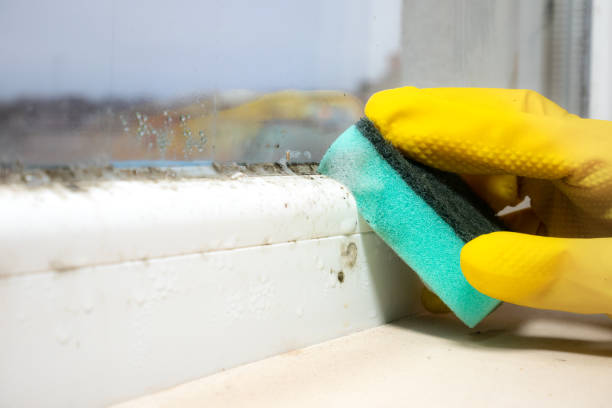 Best Basement Mold Remediation in Lake Dunlap, TX