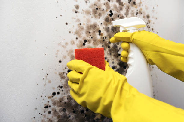 Best Bathroom Mold Remediation in Lake Dunlap, TX