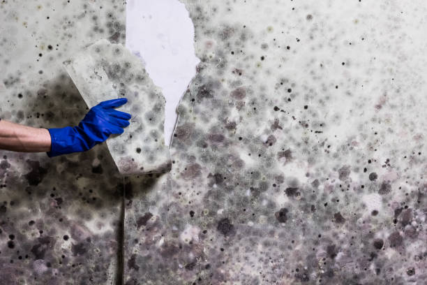Best Localized Mold Remediation (e.g., coastal areas, humid climates) in Lake Dunlap, TX