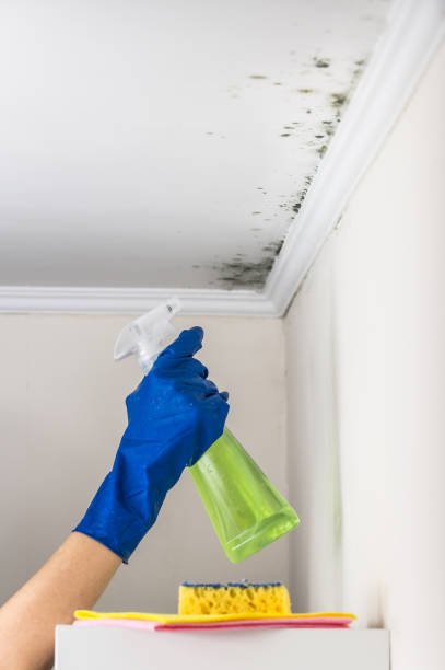 Best Commercial Mold Remediation in Lake Dunlap, TX